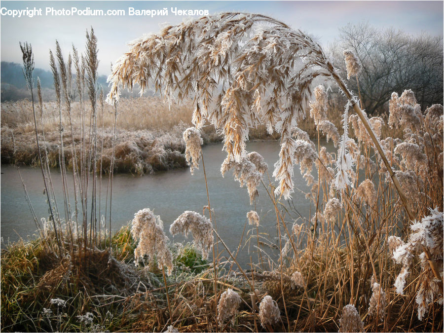 Frost, Ice, Outdoors, Snow, Field, Grass, Grassland
