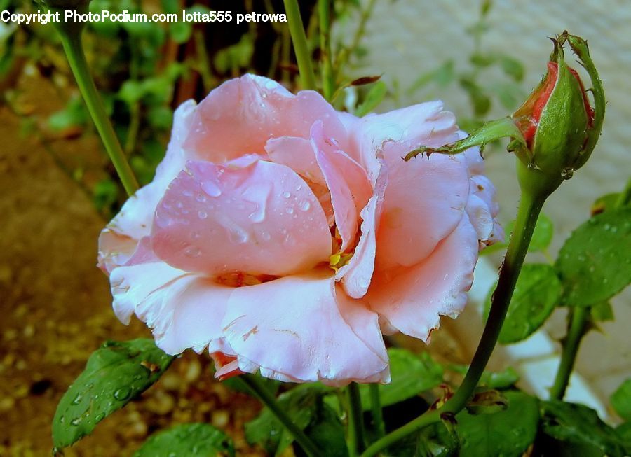 Blossom, Flower, Plant, Rose, Bud, Flora, Geranium