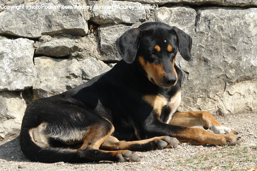 Animal, Beagle, Canine, Dog, Hound, Mammal, Pet