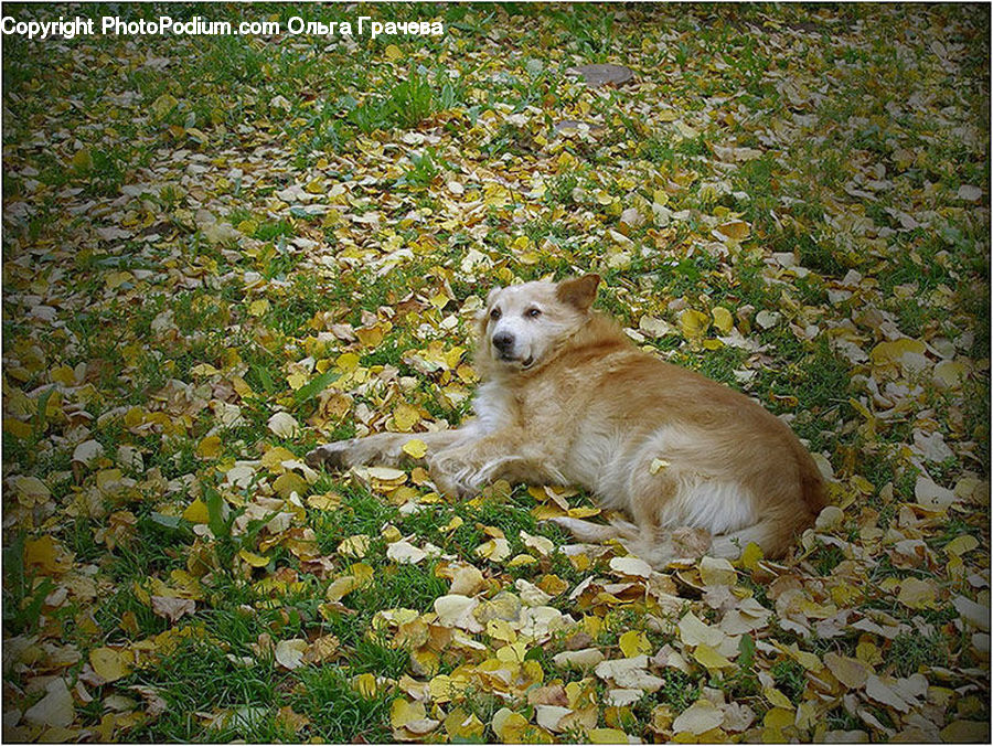 Animal, Canine, Dog, Golden Retriever, Mammal, Pet, Plant