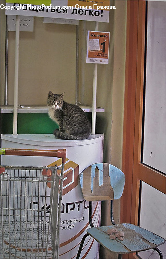 Chair, Furniture, Animal, Cat, Mammal, Pet, Egyptian Cat