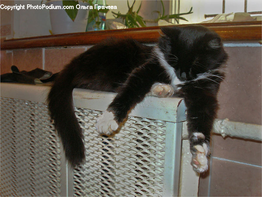 Plant, Potted Plant, Animal, Cat, Mammal, Manx, Pet