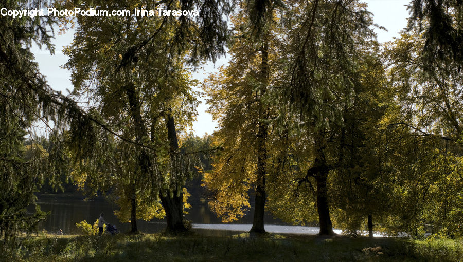 Conifer, Fir, Plant, Tree, Forest, Vegetation, Outdoors