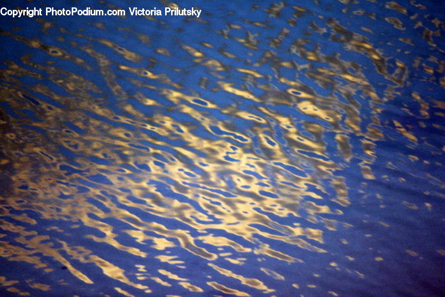 Fish, Herring, Sardine, Sea Life, Outdoors, Ripple, Water