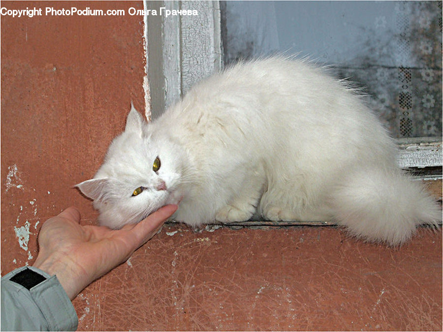 Animal, Cat, Pet, Siamese, Canine, Dog, Eskimo Dog