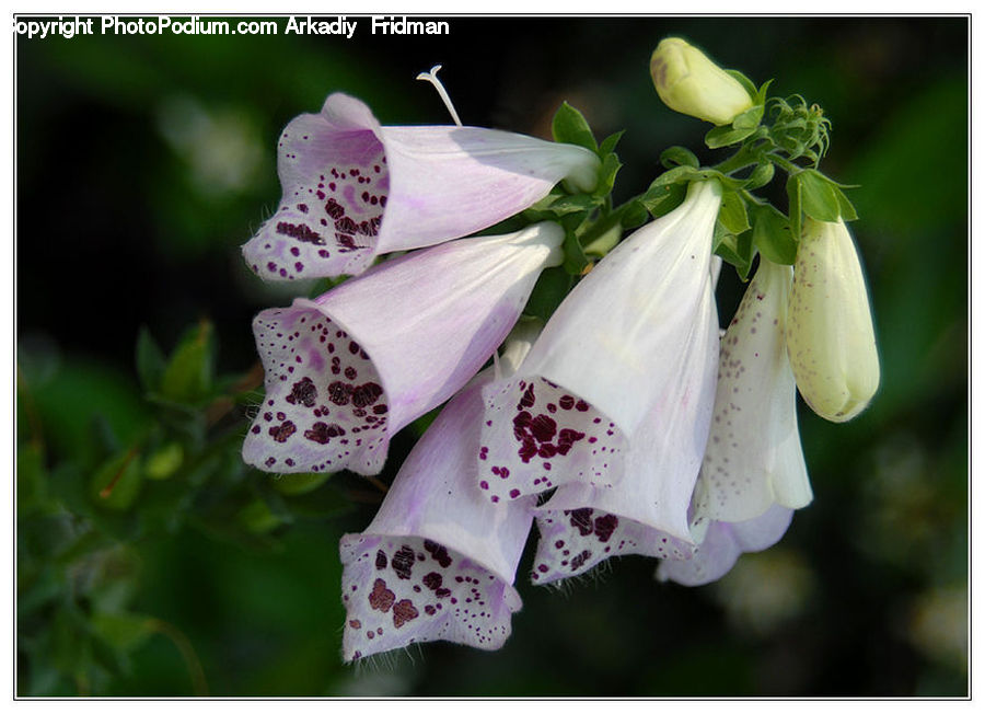 Flora, Flower, Foxglove, Plant, Blossom, Flower Arrangement, Flower Bouquet