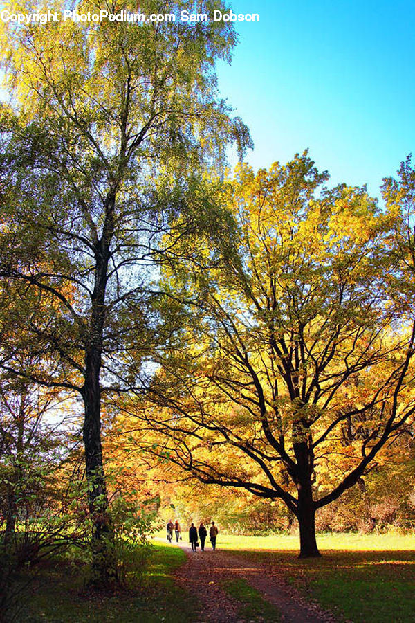 Plant, Tree, Forest, Vegetation, Grove, Land, Oak