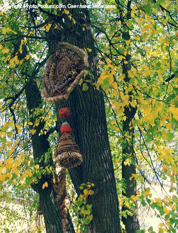 Plant, Vine, Tree Trunk, Conifer, Fir, Tree, Oak