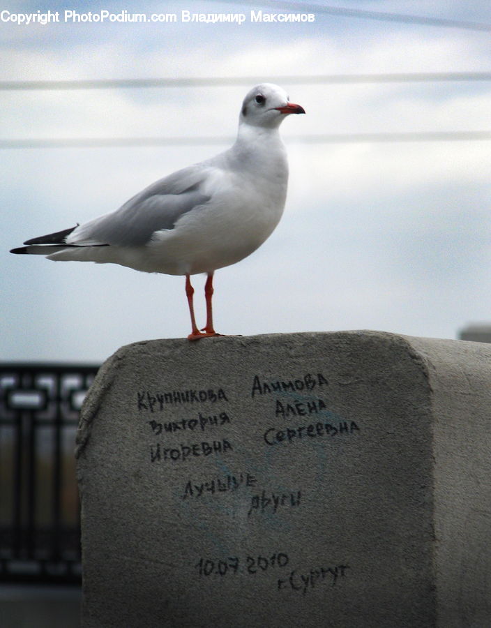 Bird, Seagull, Dove, Pigeon