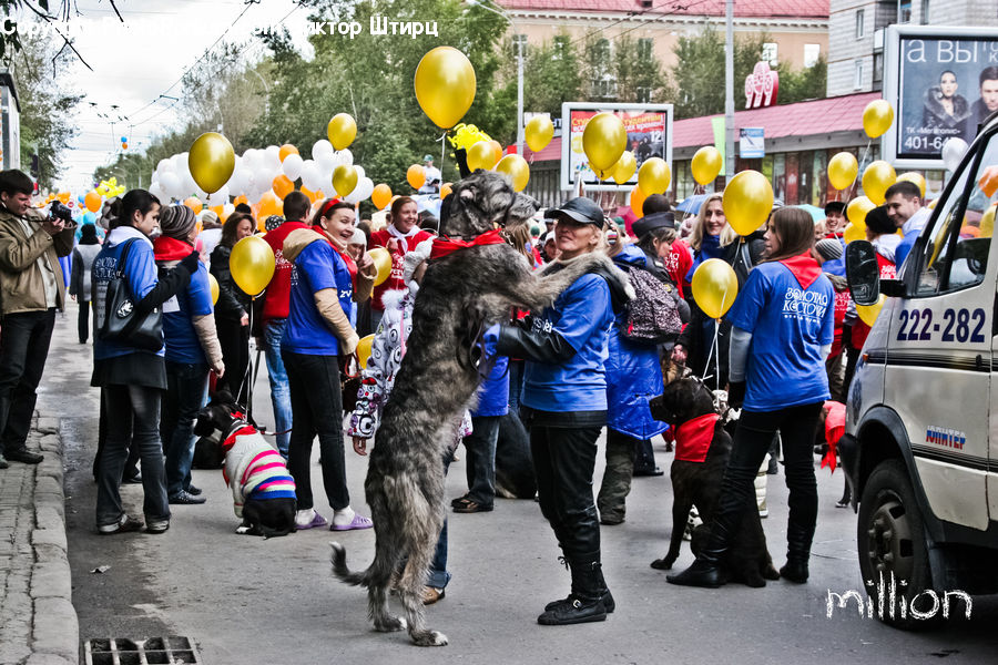 People, Person, Human, Carnival, Crowd, Festival, Parade