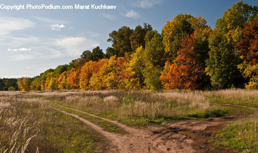 Dirt Road, Gravel, Road, Field, Grass, Grassland, Plant