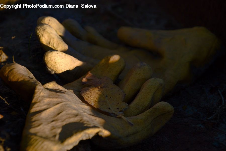 People, Person, Human, Produce, Vegetable, Potato, Acanthaceae