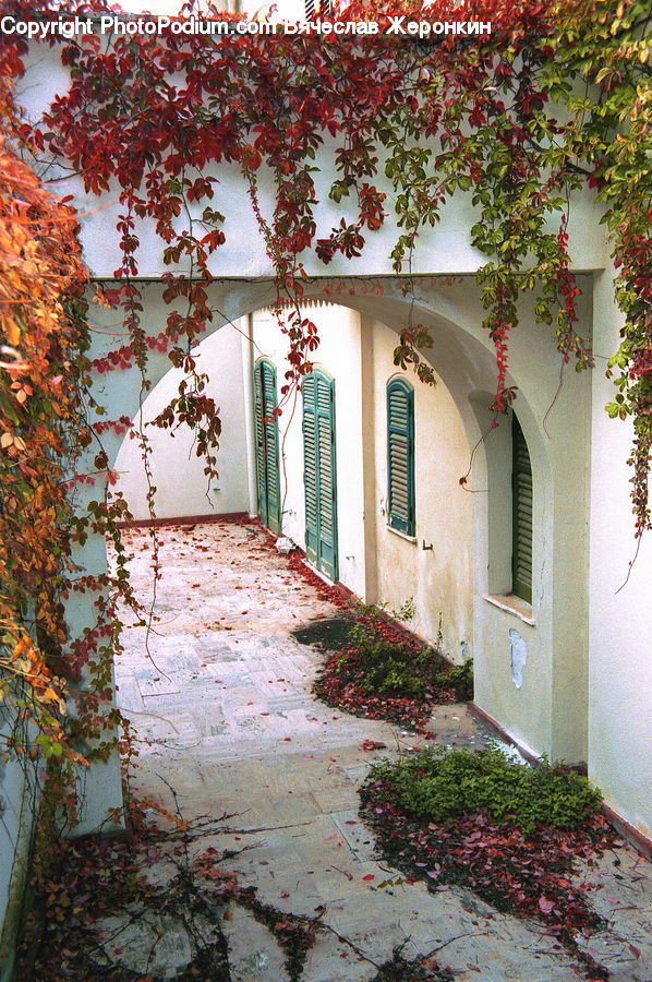 Flagstone, Ivy, Plant, Vine, Patio, Building, Cottage