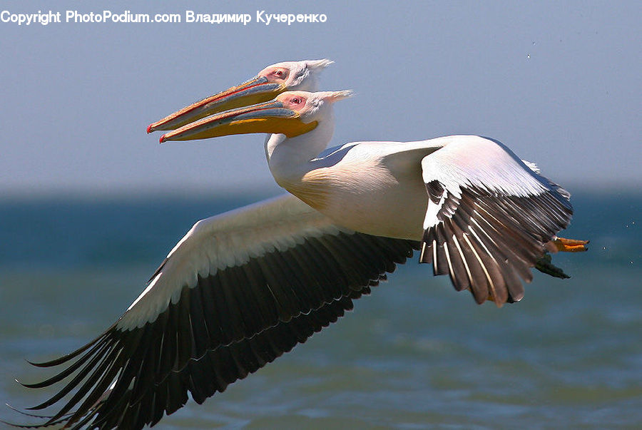 Bird, Pelican, Booby, Goose, Waterfowl, Beak, Head