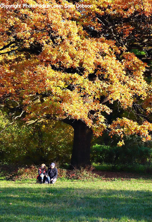 Plant, Tree, Bench, Blossom, Flora, Flower, Bush