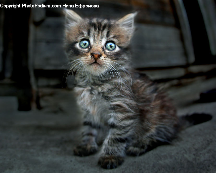 Animal, Cat, Kitten, Mammal, Pet, Manx