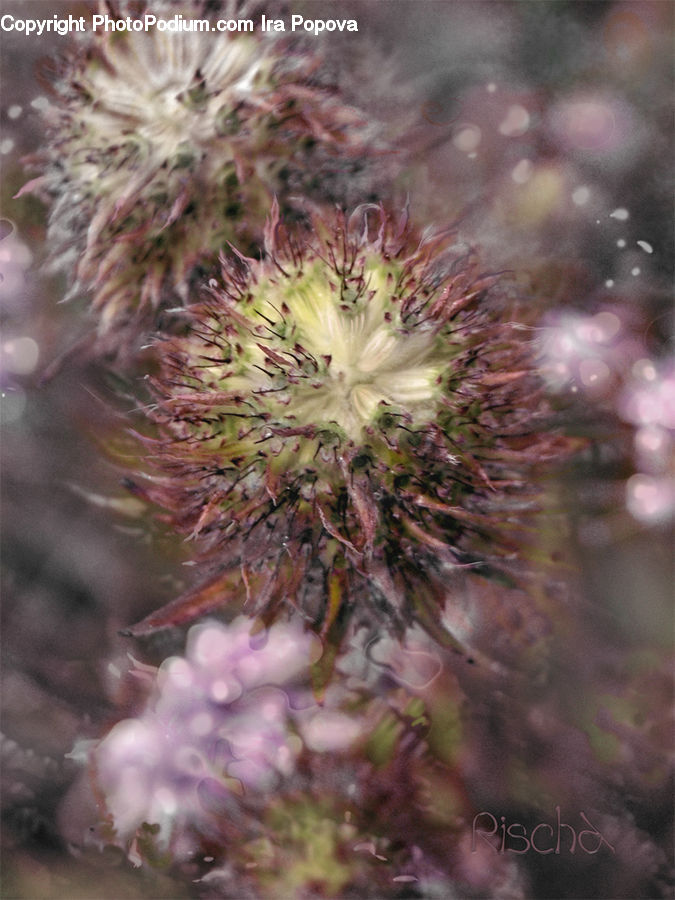 Blossom, Flora, Flower, Plant, Asteraceae, Cactus, Dandelion