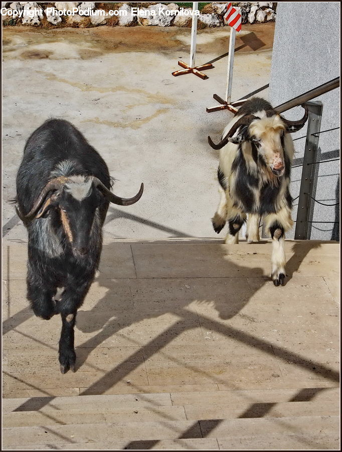 Animal, Bull, Mammal, Yak, Adorable, Angus, Canine