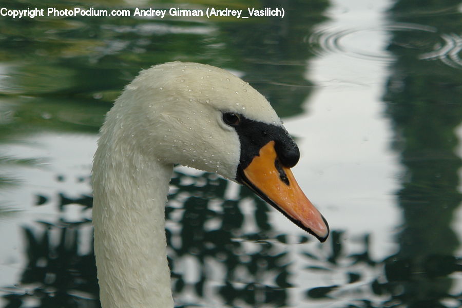 Bird, Swan, Waterfowl, Bottle, Goose, Beak, Glass