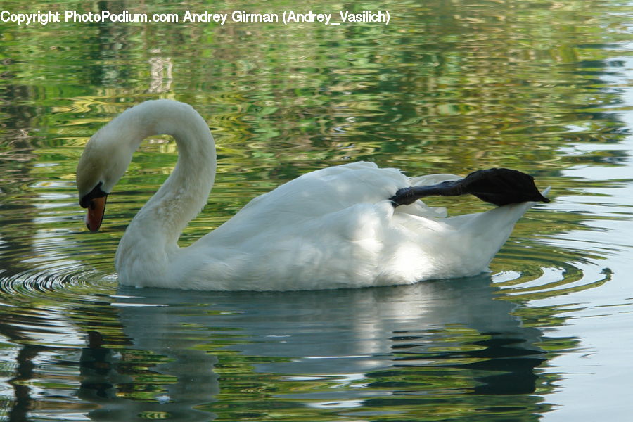 Bird, Swan, Waterfowl, Goose, Black Swan, Duck, Teal