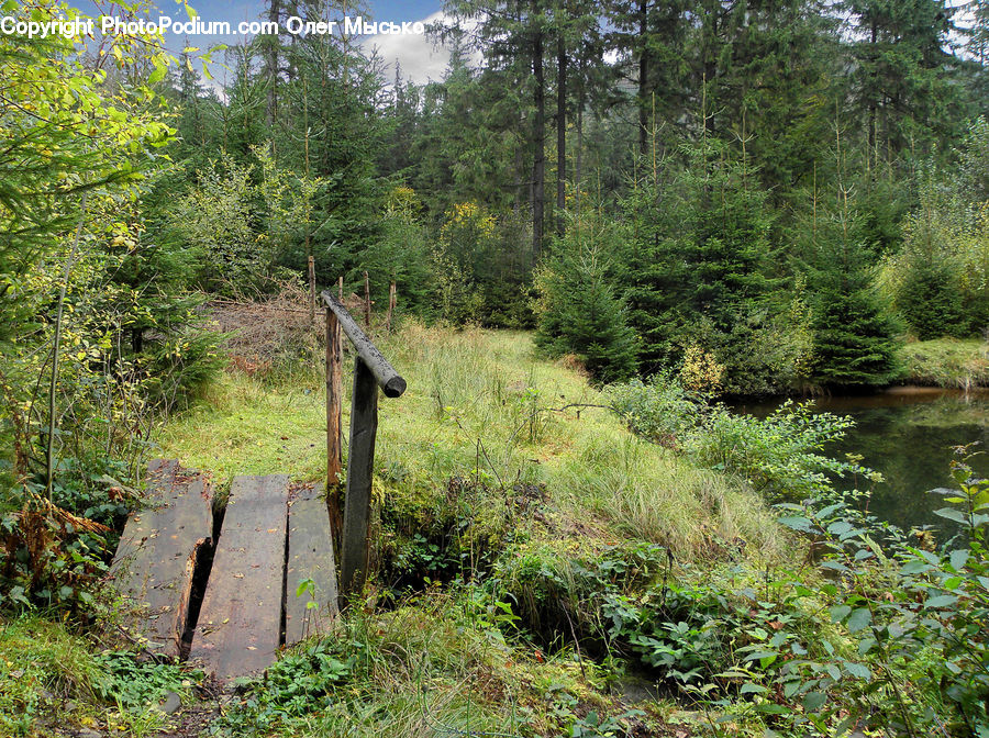 Conifer, Fir, Plant, Tree, Forest, Jungle, Vegetation