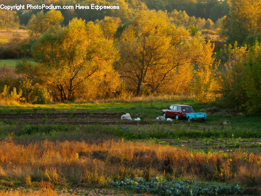 Field, Grass, Grassland, Land, Outdoors, Dirt Road, Gravel