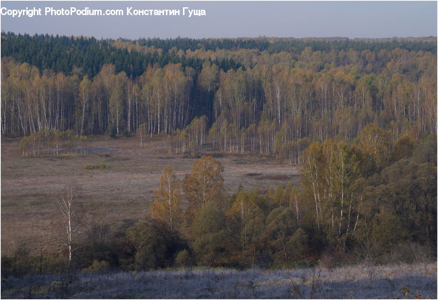 Conifer, Fir, Plant, Tree, Grassland, Mound, Forest