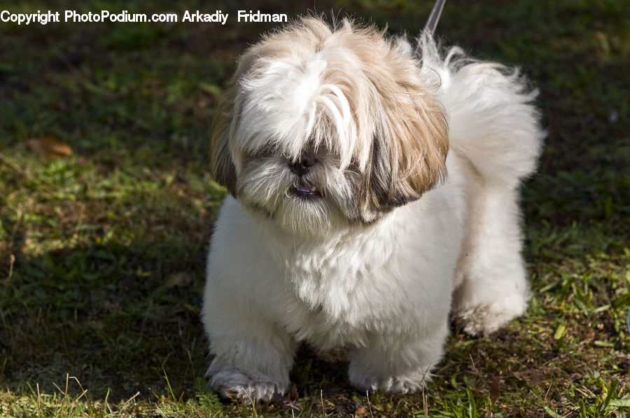 Animal, Canine, Dog, Mammal, Pet, Terrier, Golden Retriever
