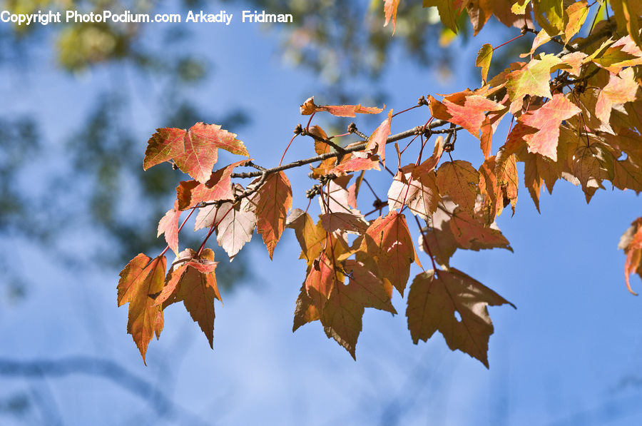 Veins, Maple, Maple Leaf, Plant, Birch, Tree, Wood