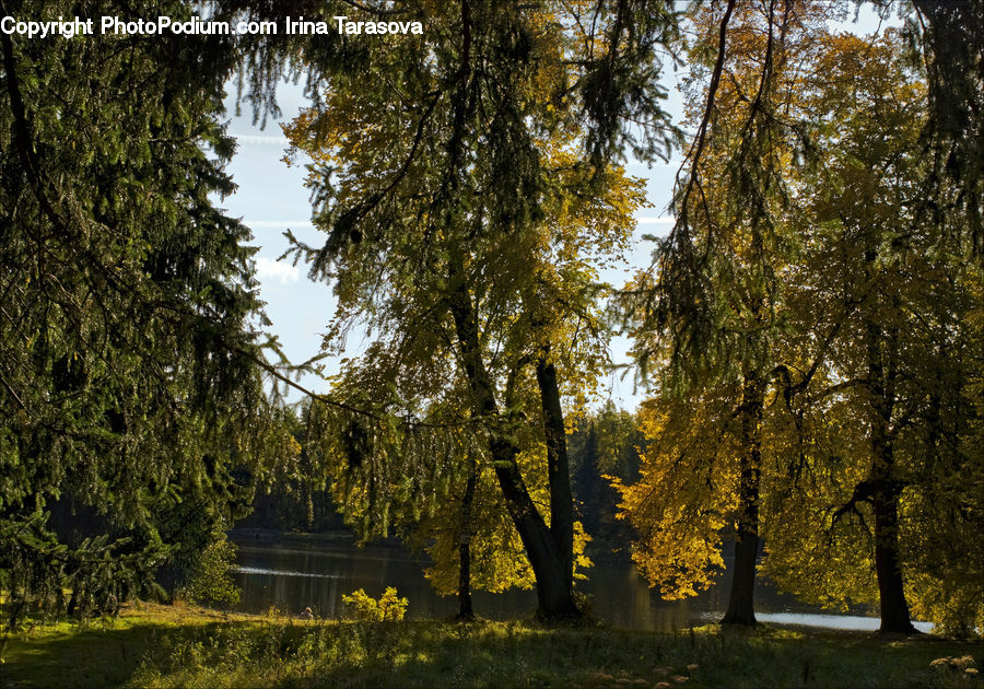 Conifer, Fir, Plant, Tree, Forest, Vegetation, Outdoors