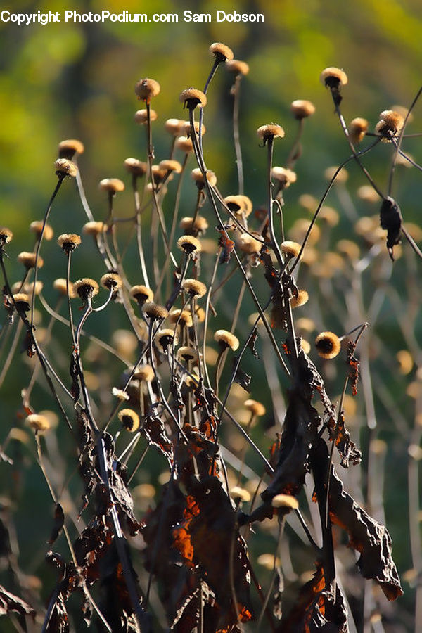 Plant, Blossom, Flora, Flower, Bush, Vegetation, Music Band