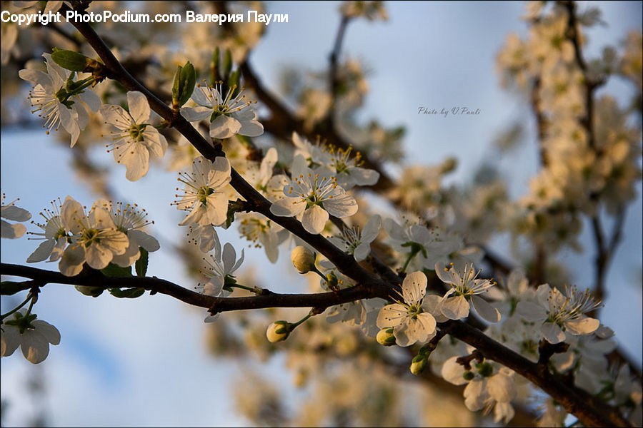 Blossom, Flora, Flower, Plant, Cherry Blossom, Pollen, Conifer