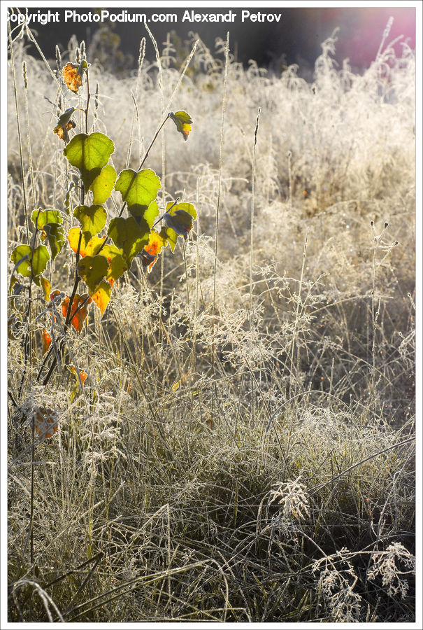 Field, Grass, Grassland, Plant, Bush, Vegetation, Blossom