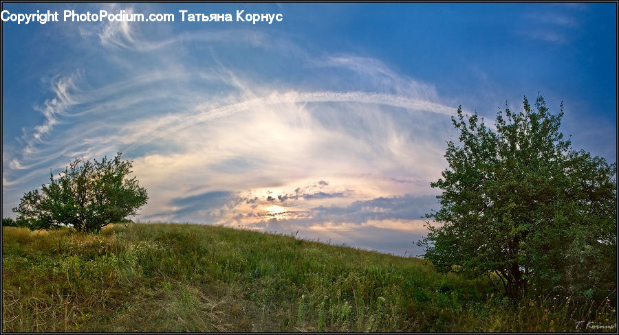 Field, Grass, Grassland, Land, Outdoors, Plant, Tree