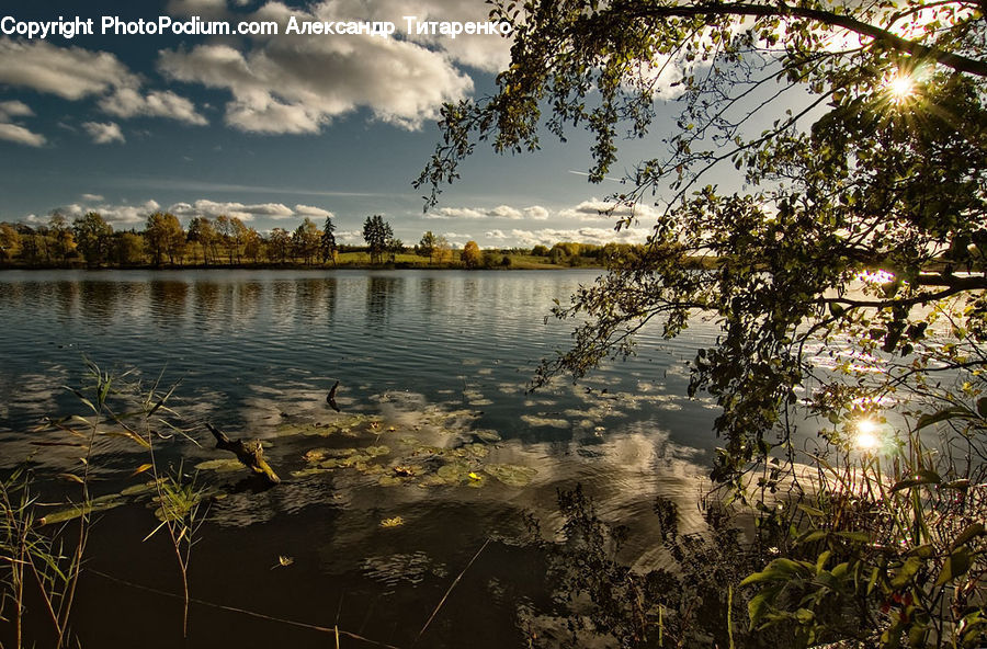 Plant, Potted Plant, Land, Marsh, Pond, Swamp, Water