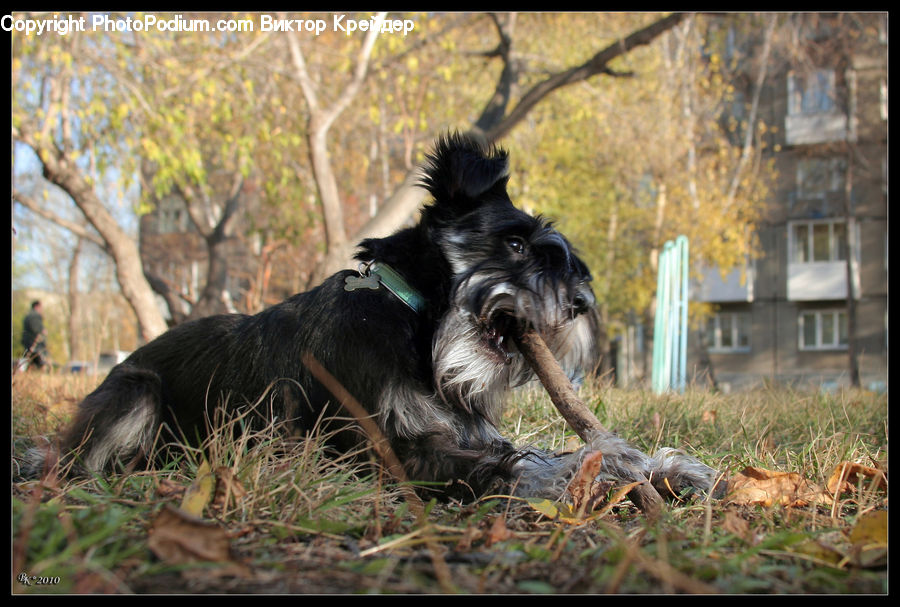 Animal, Canine, Dog, German Shepherd, Mammal, Pet, Collie