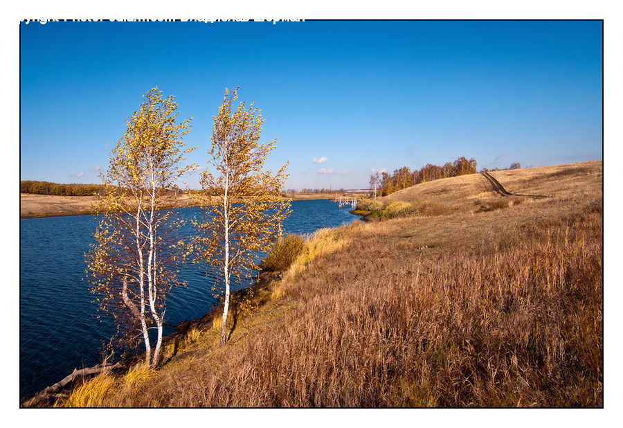 Field, Grass, Grassland, Plant, Birch, Tree, Wood