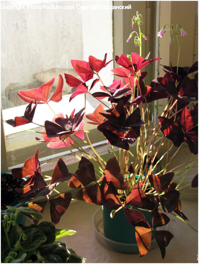 Plant, Potted Plant, Floral Design, Flower, Flower Arrangement, Flower Bouquet, Ikebana