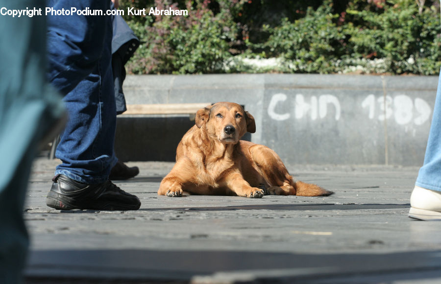 Human, People, Person, Animal, Canine, Dog, Golden Retriever
