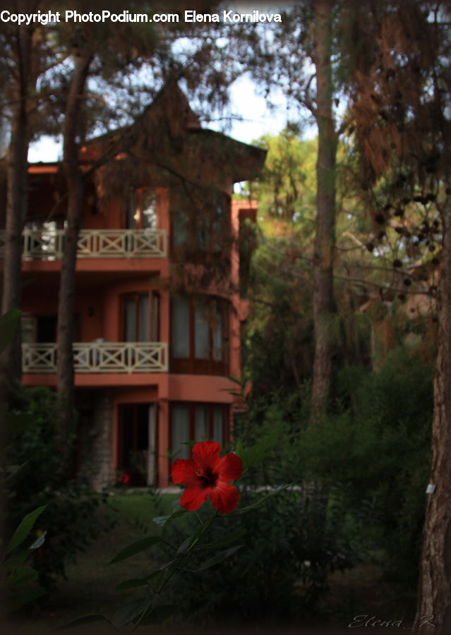 Plant, Potted Plant, Architecture, Mansion, Flora, Flower, Hibiscus