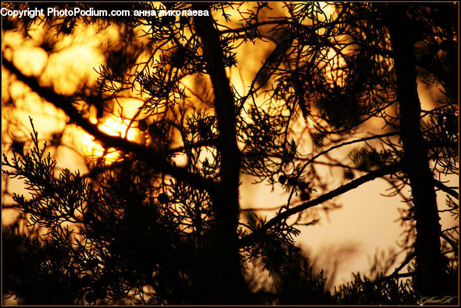 Conifer, Fir, Plant, Tree, Silhouette, Flare, Light