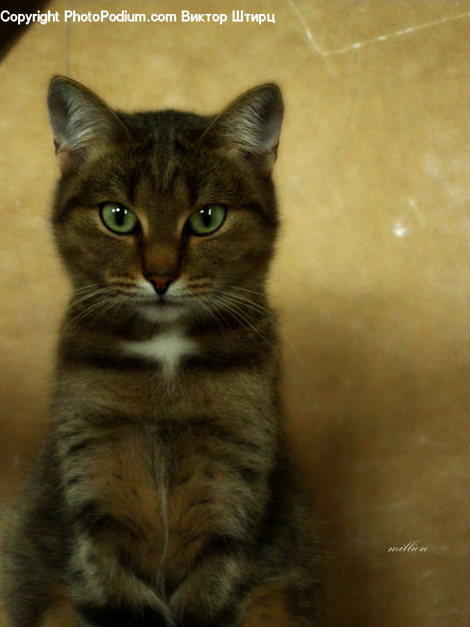 Animal, Cat, Kitten, Mammal, Pet, Abyssinian, Manx
