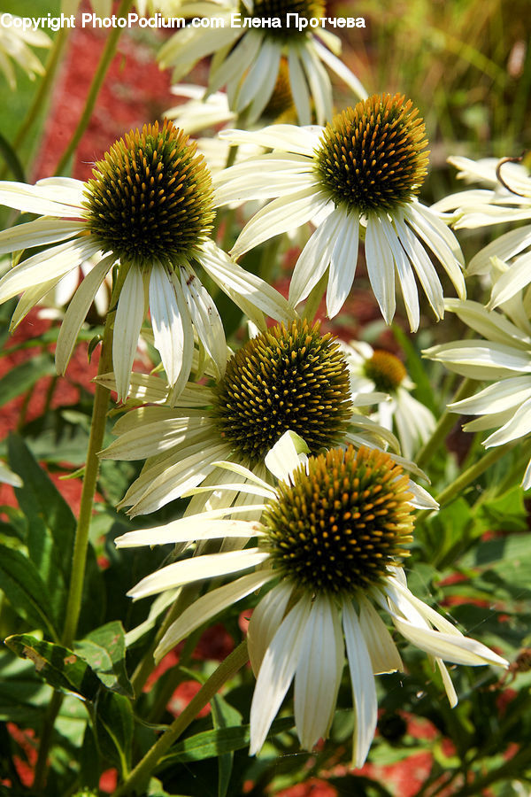 Plant, Blossom, Flora, Flower, Daisies, Daisy, Treasure Flower