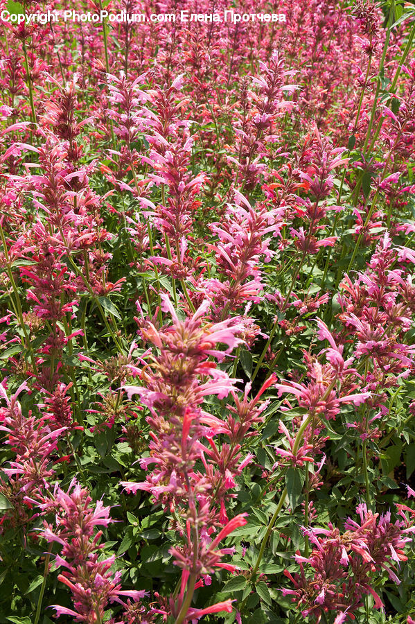 Blossom, Flora, Flower, Plant, Lily, Bush, Vegetation