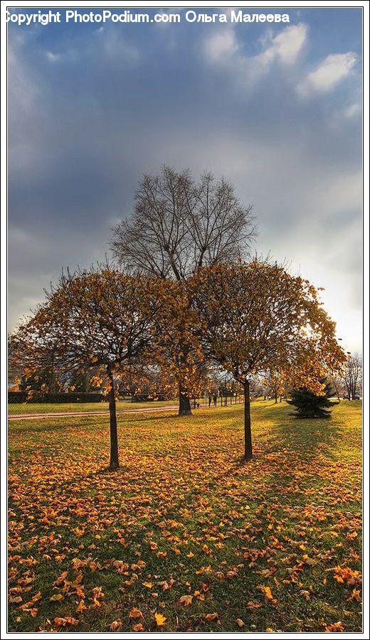 Plant, Tree, Oak, Wood, Blossom, Flora, Flower