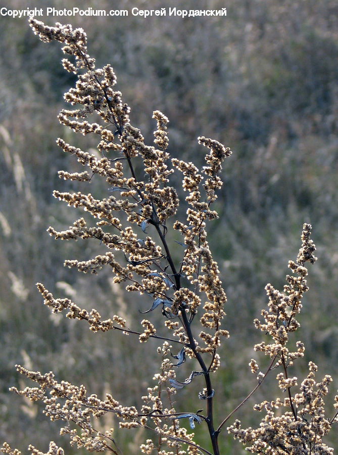Frost, Ice, Outdoors, Snow, Blossom, Flora, Flower