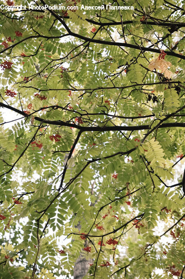 Blossom, Cherry Blossom, Flower, Conifer, Fir, Plant, Tree