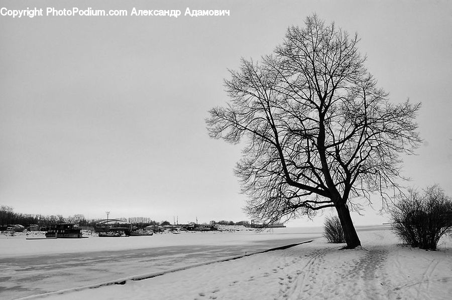 Plant, Tree, Ice, Outdoors, Snow, Oak, Wood