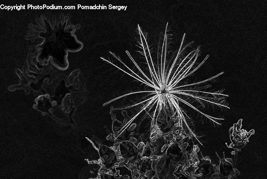 Fireworks, Night, Plant, Blossom, Flora, Flower