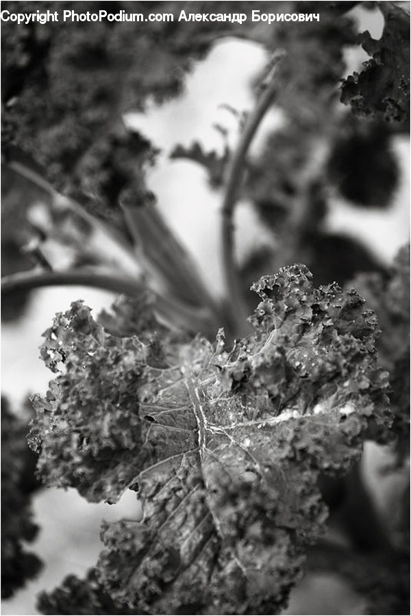 Blossom, Flora, Flower, Plant, Frost, Ice, Outdoors